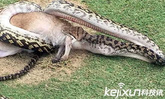 澳大利亚4米长蟒蛇活吞袋鼠 场面太可怕了