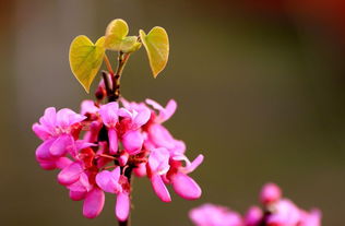 花一簇