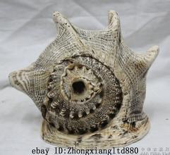 吃过的海螺壳怎样加工成工艺品 