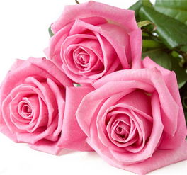 粉玫瑰送几朵的含义 男人送粉玫瑰代表什么意义