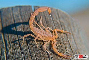 世界十大最毒昆虫,第一身边常见易危害生命 极不起眼 
