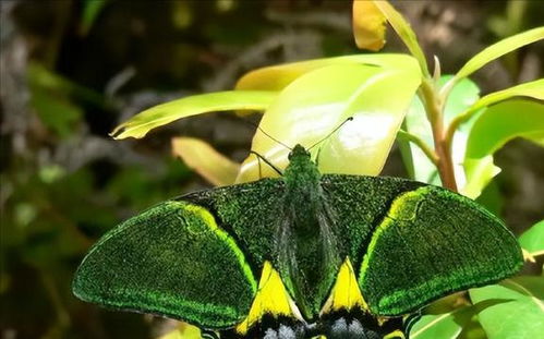 首次 井冈山成功育出 国蝶 雌蝶,1只能值百万,也能牢底坐穿