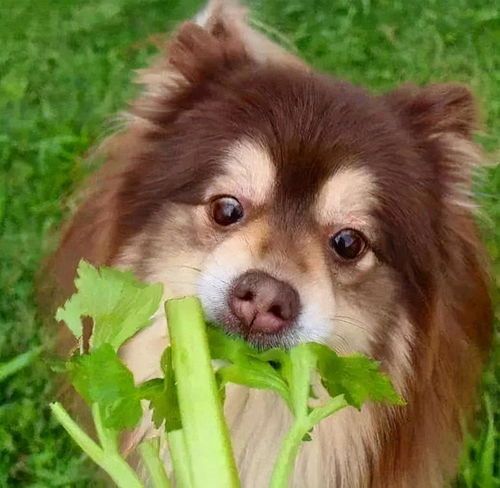 狗狗不能吃的6种蔬菜,餐桌上很常见,吃错了真要狗命