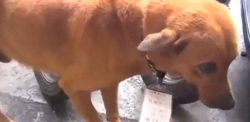 狗狗被货车当街拖行,网友纷纷表示 太残忍了