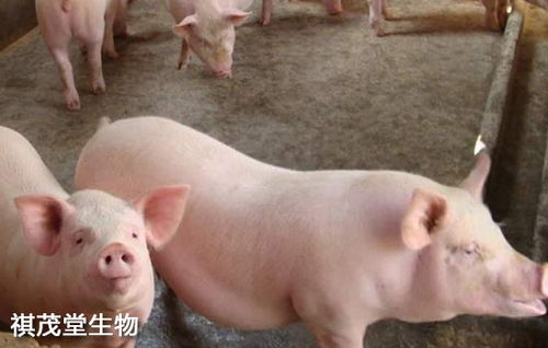 9月2日15公斤仔猪价格,引导空栏复养,秋季养猪需注意什么