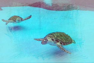 做梦梦见两只海龟是什么意思 周公解梦 