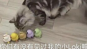 带猫去打疫苗,结果猫在打针的时候舒服得要睡着了,宠物医生惊了