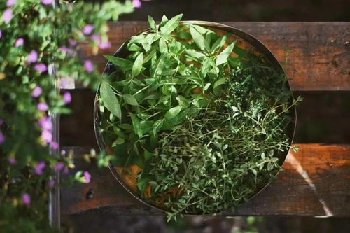 种植与料理,探寻香草的百味世界