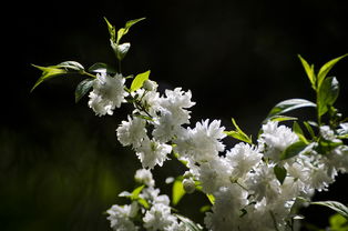 白花重瓣麦李