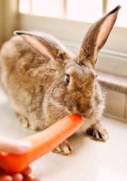 宠物兔兔疫苗注射四点注意