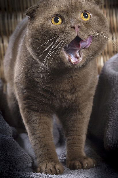 小猫天天吃益生菌好吗,六种菌守护猫咪肠道健康 