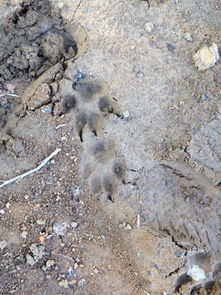 这是狗爪还是狼爪印 前天下完雨在树林里发现的,感觉印记很大, 