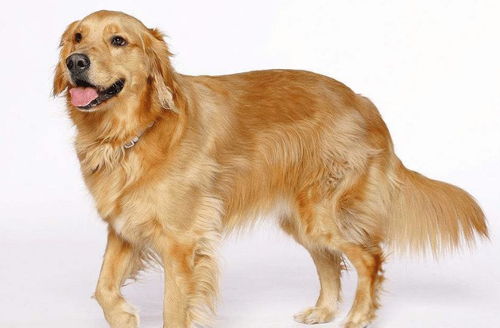 世界上最聪明的5种狗狗, 拉布拉多不上榜, 第一相当于保姆