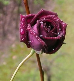 路易十四玫瑰的养殖方法和注意事项,紫玫瑰“路易十四”名字的来由？