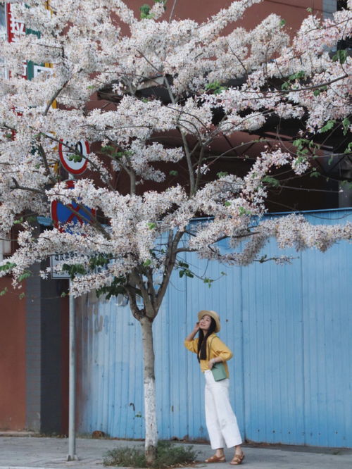 普洱 泰国樱花正当时 快去和花花合个影吧 