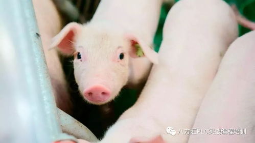 京东宣布启动智能养猪 是的,连养猪都要被自动化取代了