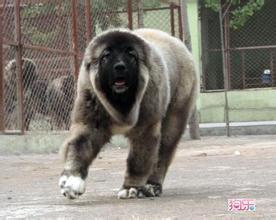 熊版高加索犬和高加索有什么区别 熊版能长多大 