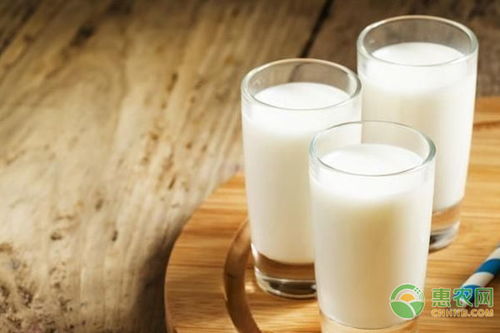水牛奶，水牛奶和纯牛奶有什么区别