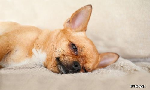 人有失眠症,狗也有,铲屎官应该如何帮助自家狗治疗失眠症呢