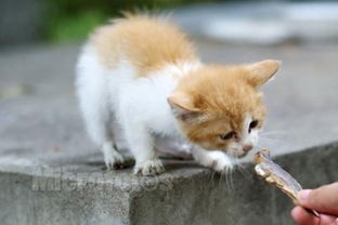 小猫吃鱼会呕吐拉稀吗 小猫能不能吃鱼 