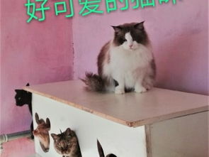 图 朝阳门宠物寄养猫猫狗狗宠物托管大型犬寄养小型犬寄养 北京宠物服务 