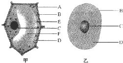 植物细胞和动物细胞的结构相比.动物细胞都没有 A.叶绿体和细胞质B.细胞膜和细胞核C.细胞膜和大液泡D.细胞壁和大液泡 青夏教育精英家教网 