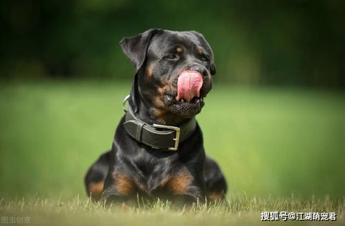 很值得养的罗威纳犬,随便说几个优点,都能让你心动