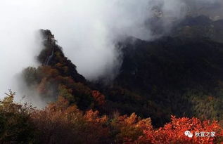 美秋天在黄山,不得不看的黄山秋景最佳时间表和上海出发攻略