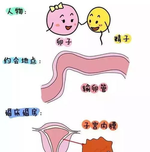 受精卵(受精卵形成的过程)
