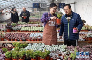 梦见植物扎根(梦见植物扎根身上)