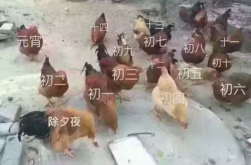 海南人过年要吃多少只鸡 超强 吃鸡 指南