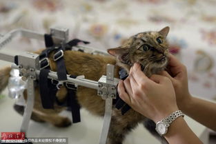 重庆美女为残疾猫安装轮椅 让它坚强求生 