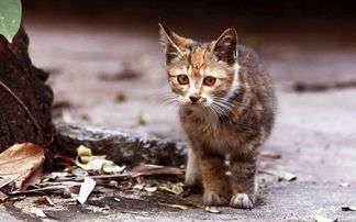 小猫被人拴在路边,网友觉得很可怜,知道原因后,却发现自己错了