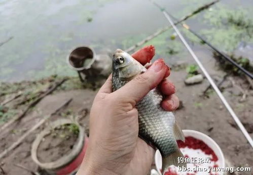 水退水涨,鱼走鱼来