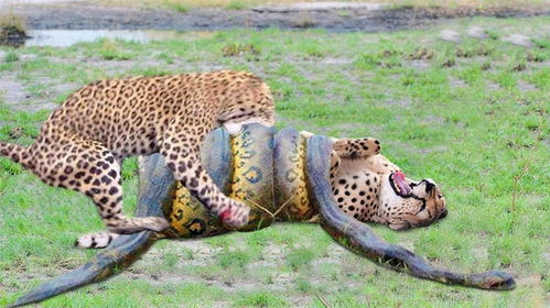 猎豹睡的正香 反被巨蟒出其不意缠住全身 生死瞬间花豹疯狂撕咬
