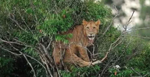 狮子爬到树上抓鸟,结果被套路困在树杈中,狮界的尊严都丢光了 