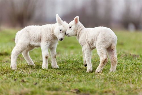 属羊 生肖羊 属羊的今年多大 属羊的属相婚配表 属羊的几月出生最好 属羊的和什么属相最配 十二生肖 