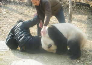 国宝熊猫的战斗力到底有多强 国宝大熊猫会伤人吗