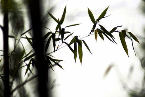 关于竹子冬天精神的诗句