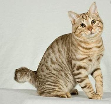 为什么猫咪的尾巴弯的,要称作 麒麟尾 