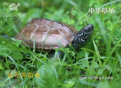 草龟独特的生活习性详解，草龟最适宜的饲养水位是多少？