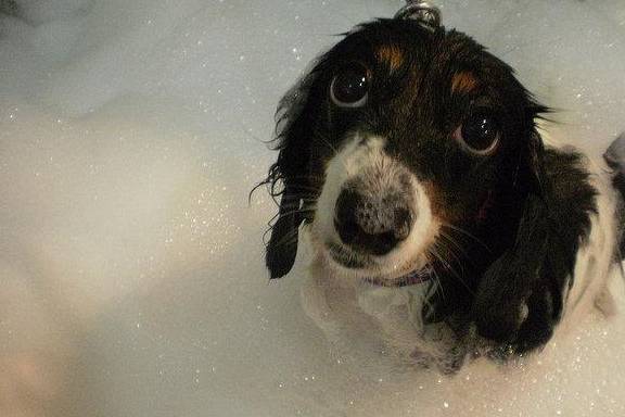 定期给狗狗洗澡,没几天就变脏 这5个迹象表明没有洗干净