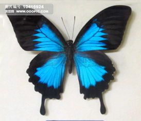 除了光明女神蝶,哪些种类的蝴蝶也是很漂亮的 