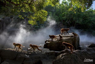 陵水汽车站最早一班去猴岛是几点(海南陵水猴岛有免费停车场吗)