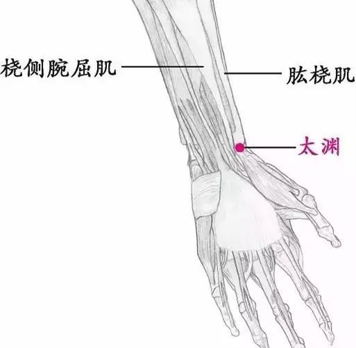 中医人必备 十二经五腧穴解析