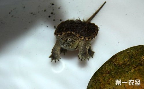 小鳄龟吃什么长得快