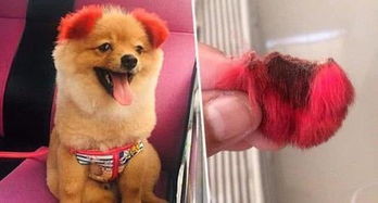 泰国狗主人带狗狗去做美容,因为一个项目,狗狗的耳朵竟然掉了 