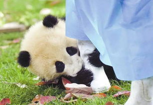 Baby Pandas Battle Over Basket of Leaves
