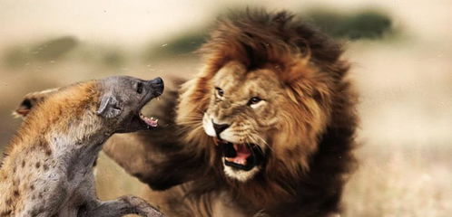 费解 狮子杀死鬣狗却不吃它,看完明白原因了