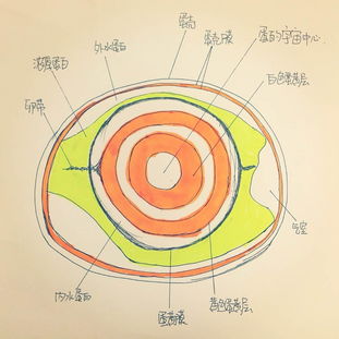 关于鸡蛋有三个蛋黄的诗句